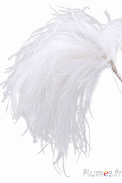 Pluim struisvogel - breedte 10-12 cm, hoogte 25 cm - wit